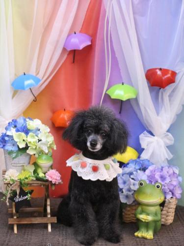 20230623ラムくん